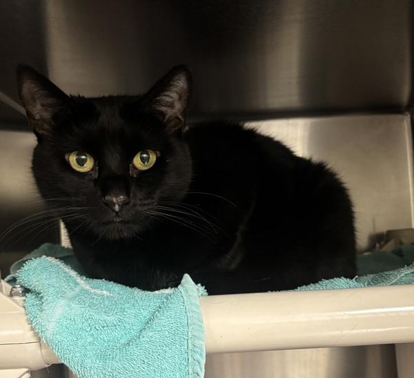 Star, Adoptable, Adult Female Domestic Short Hair.