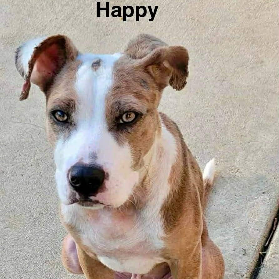 Enlarge Happy, a ADOPTABLE mixed breed in Palm Harbor, FL image 3/3
