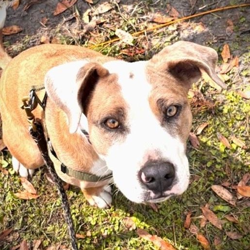 Enlarge Happy, a ADOPTABLE mixed breed in Palm Harbor, FL image 2/3