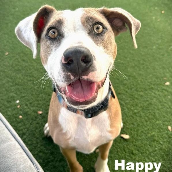 Happy, ADOPTABLE, Young Male Catahoula Leopard Dog & Pit Bull Terrier.