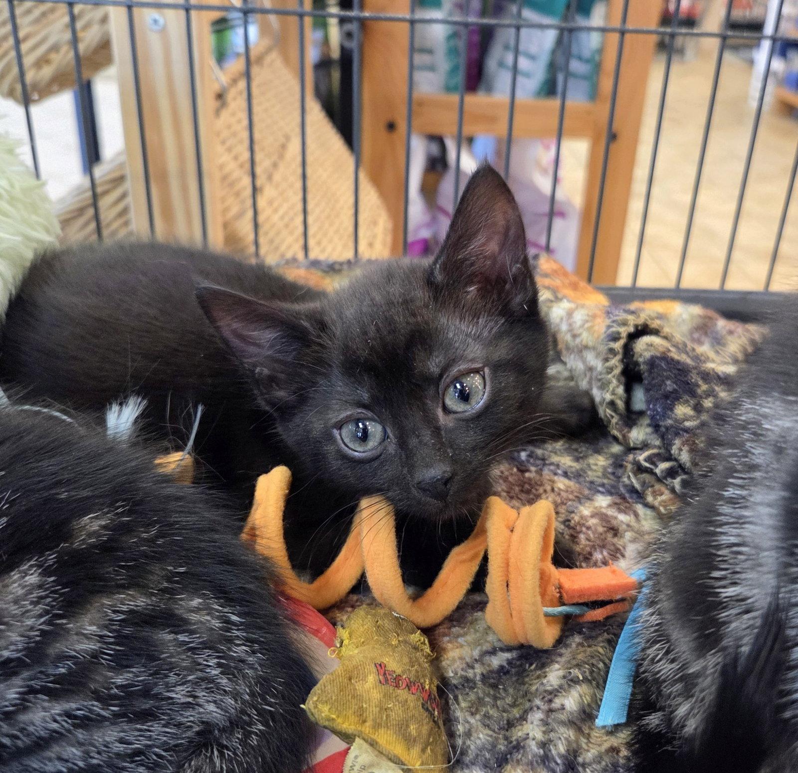 Selene Kitten, Adoptable, Kitten Female Domestic Short Hair.