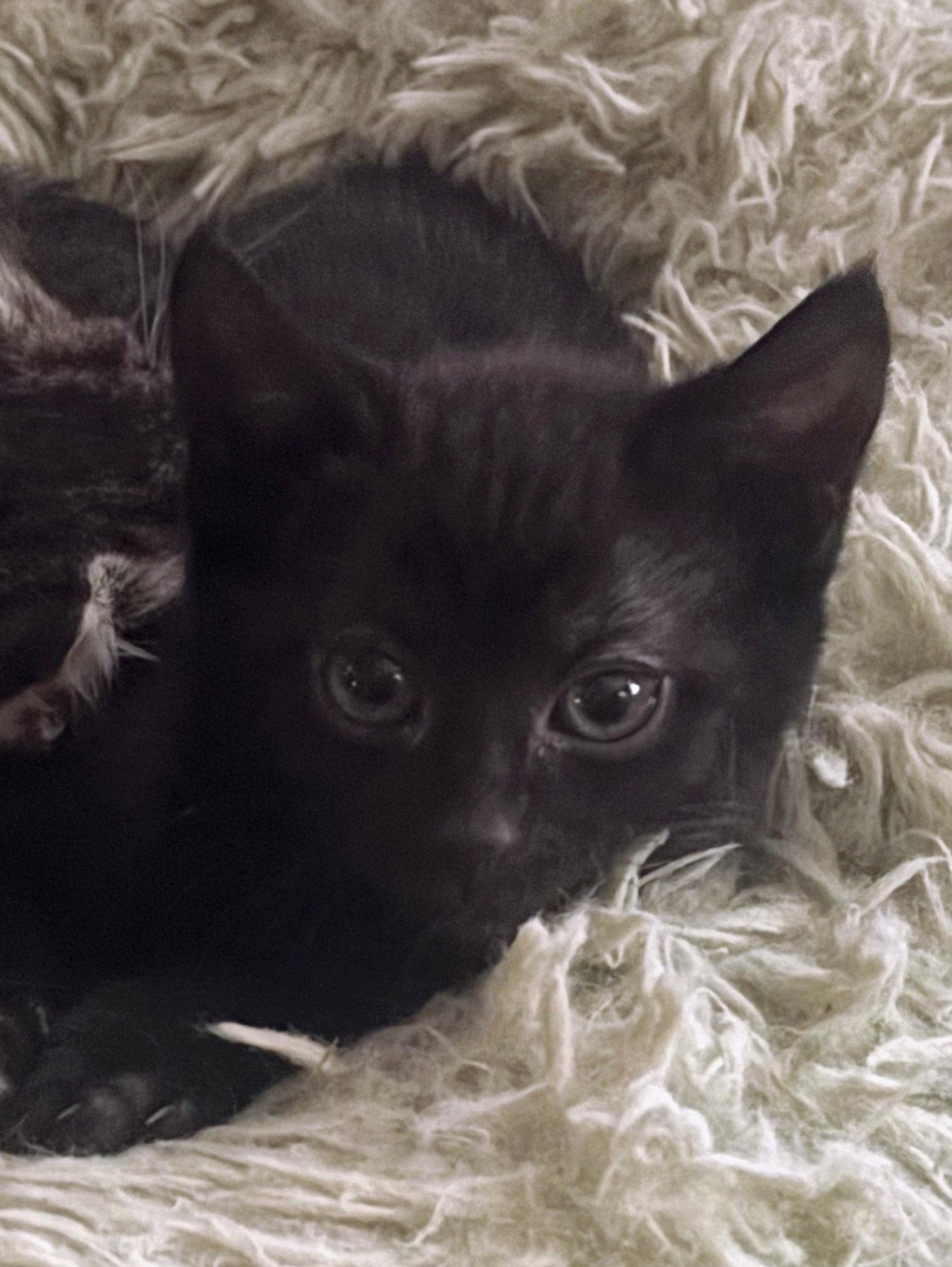 Selene Kitten, a Adoptable Domestic Short Hair in Allentown, PA image 2/3