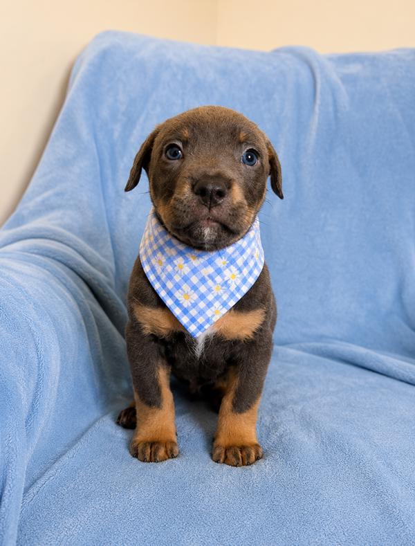Enlarge Blue Cheese, a Adoptable mixed breed in Lafayette, LA image 1/1