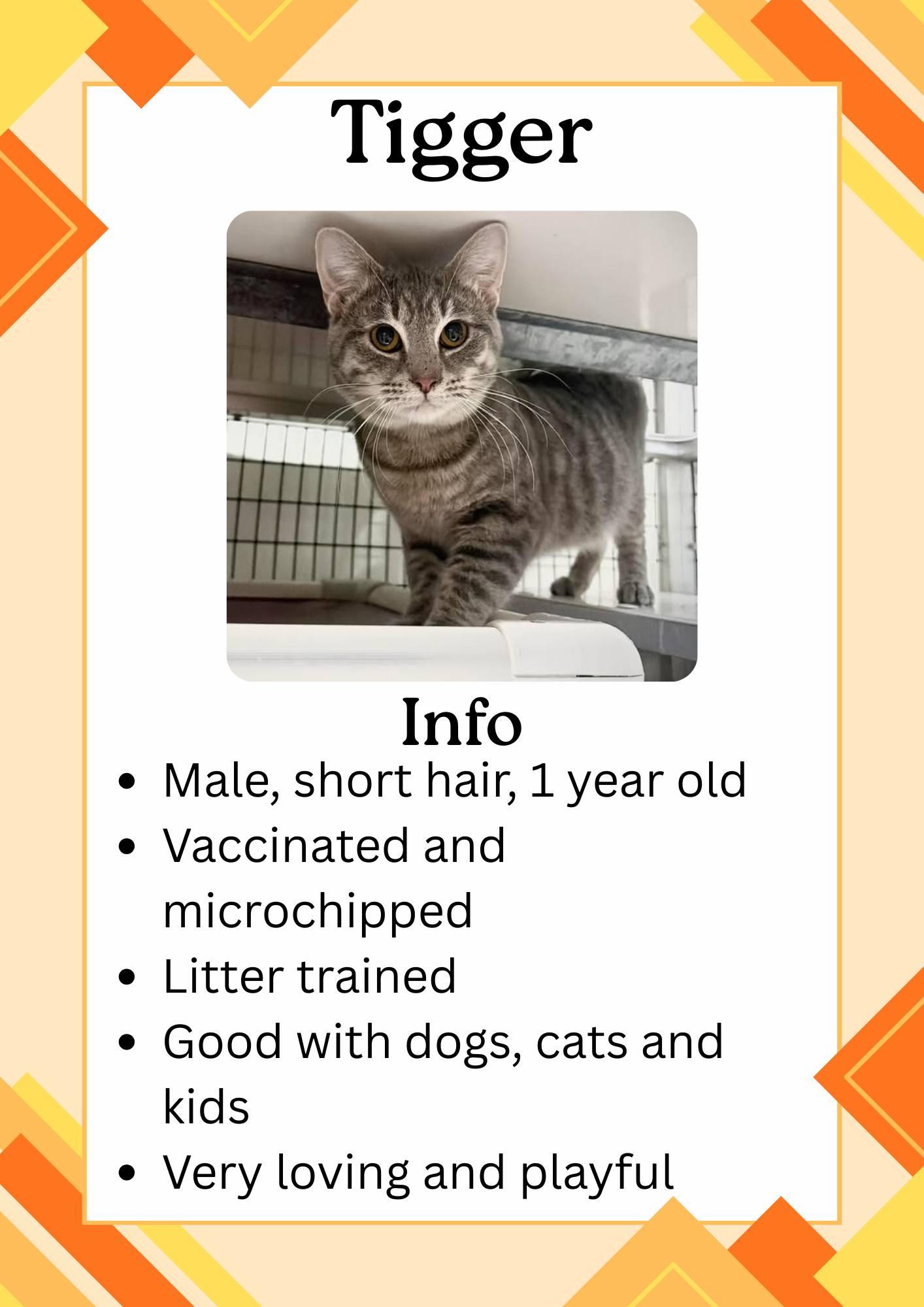 Tigger, adopted, Young Male Domestic Short Hair.