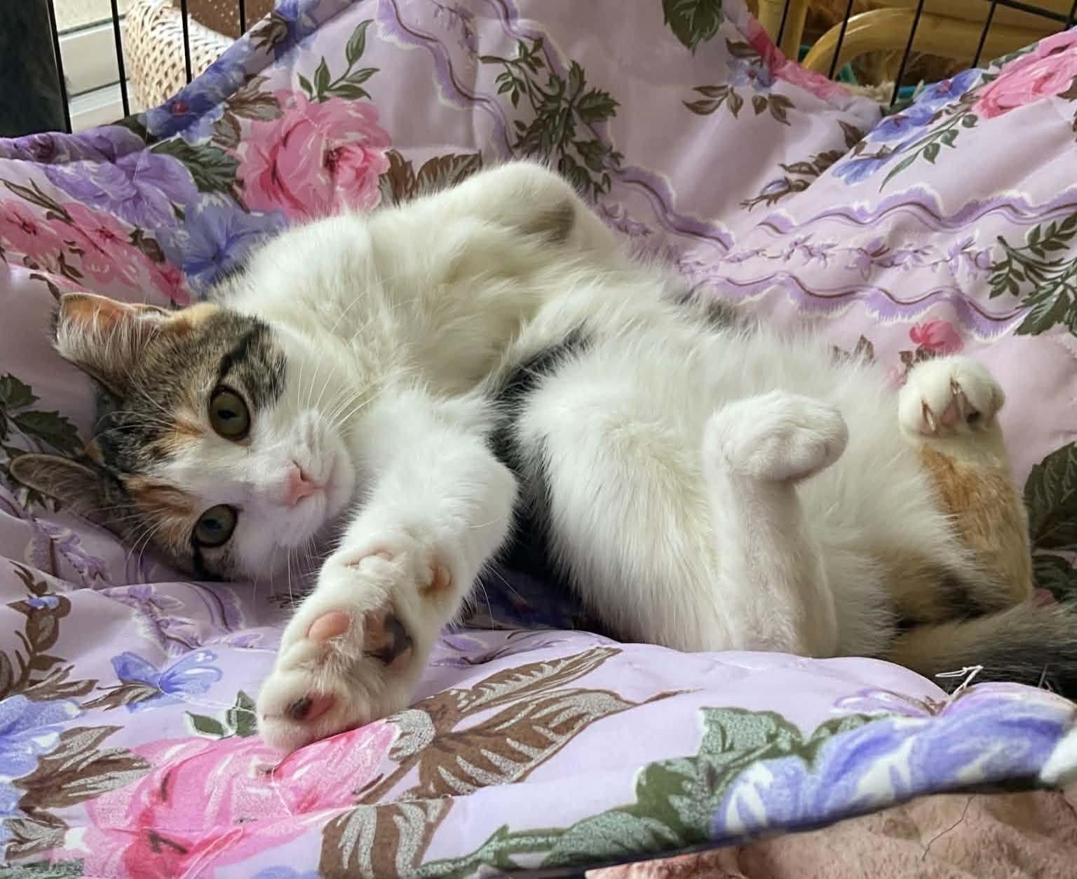 Enlarge Twizel, a Adoptable Domestic Short Hair in Terrebonne, QC image 1/5