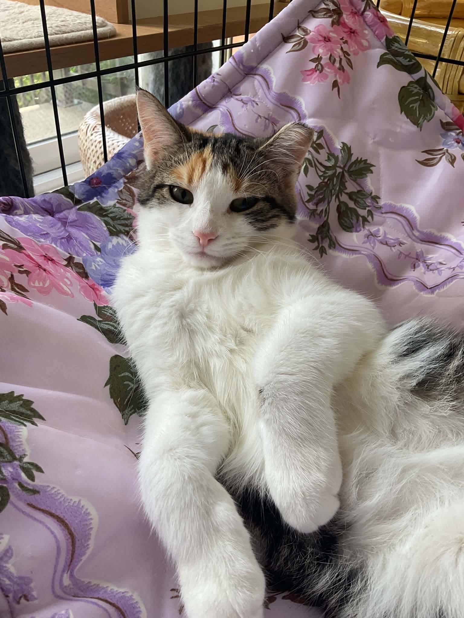 Enlarge Twizel, a Adoptable Domestic Short Hair in Terrebonne, QC image 4/5
