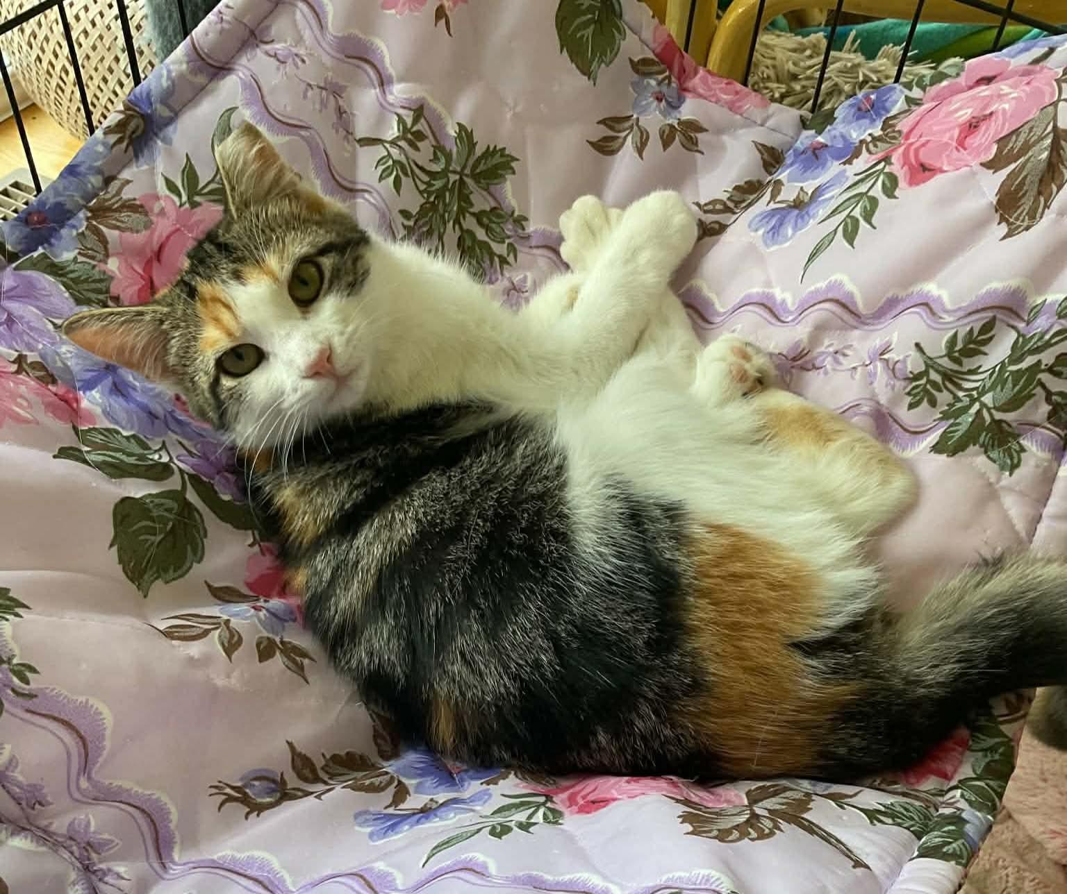 Enlarge Twizel, a Adoptable Domestic Short Hair in Terrebonne, QC image 2/5