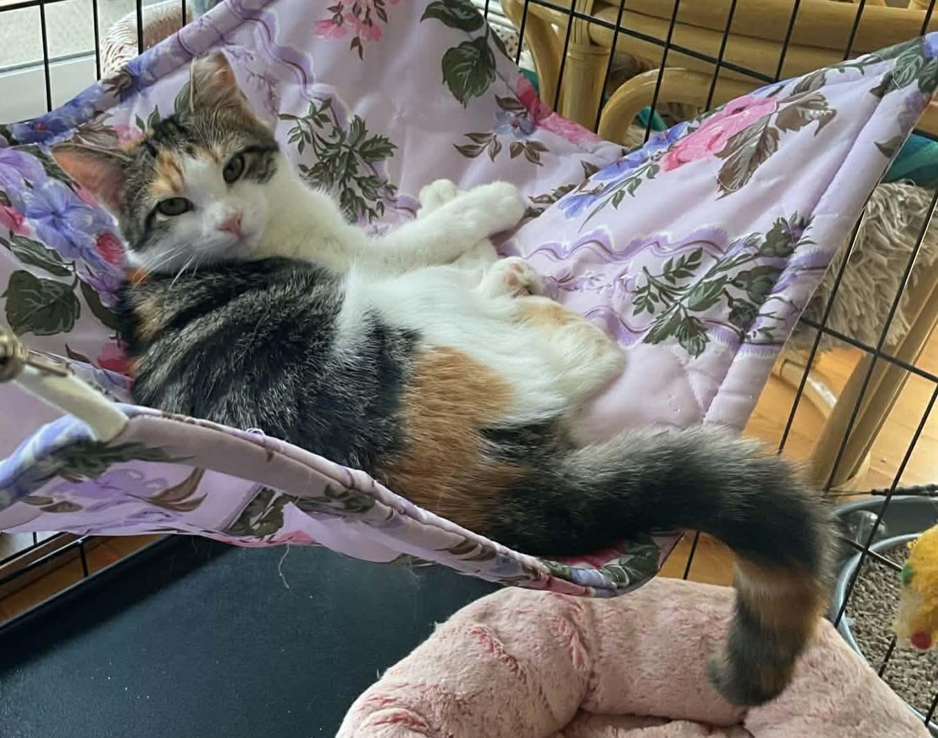 Enlarge Twizel, a Adoptable Domestic Short Hair in Terrebonne, QC image 5/5