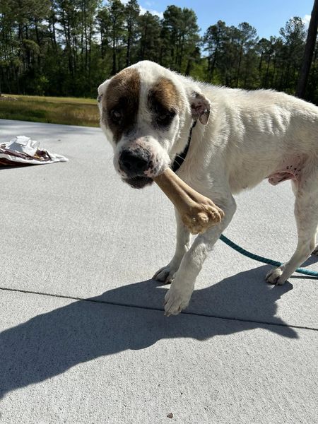 Toby, a Adoptable mixed breed in Dunn, NC image 2/6
