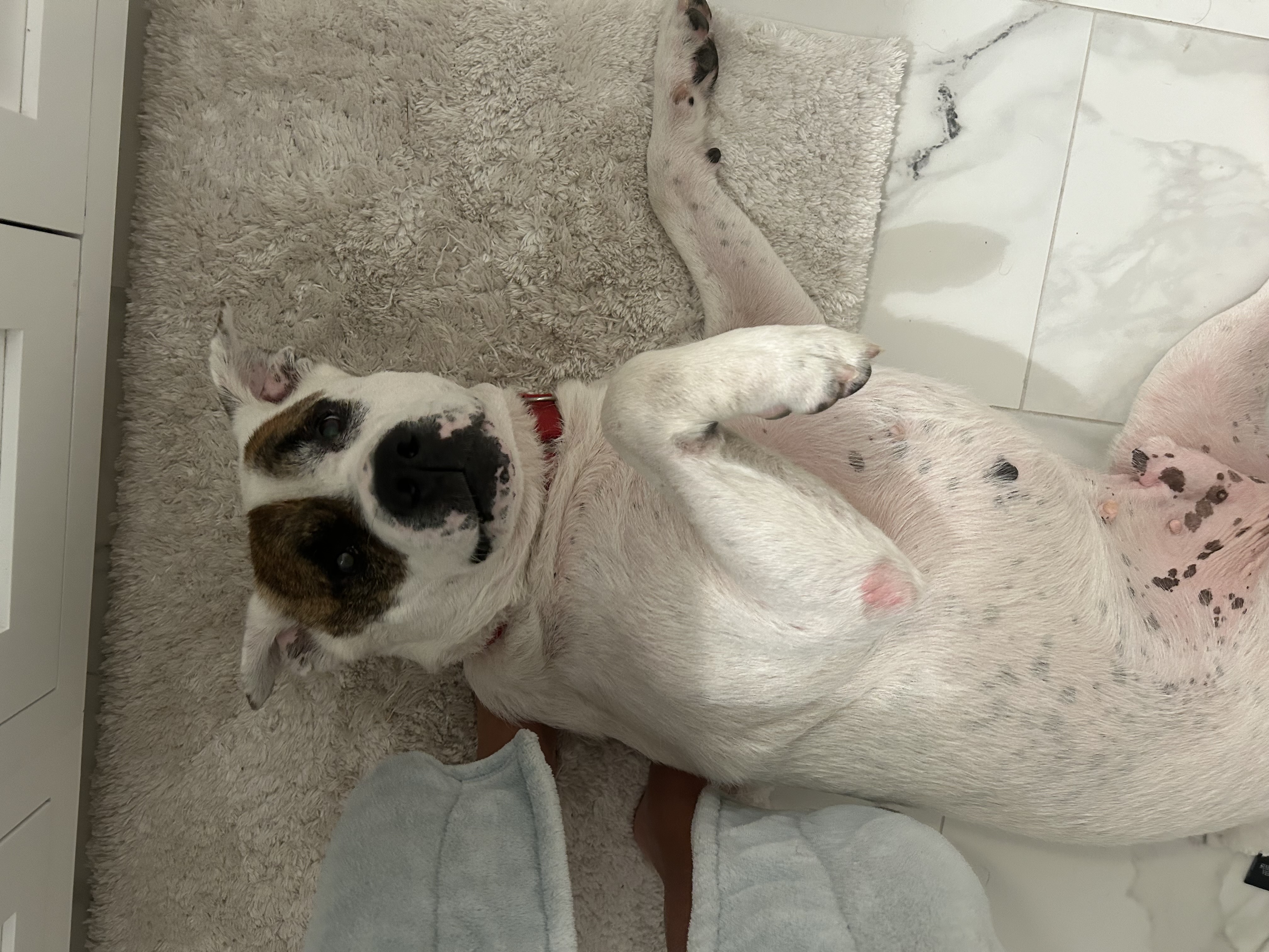 Toby, a Adoptable mixed breed in Dunn, NC image 3/6