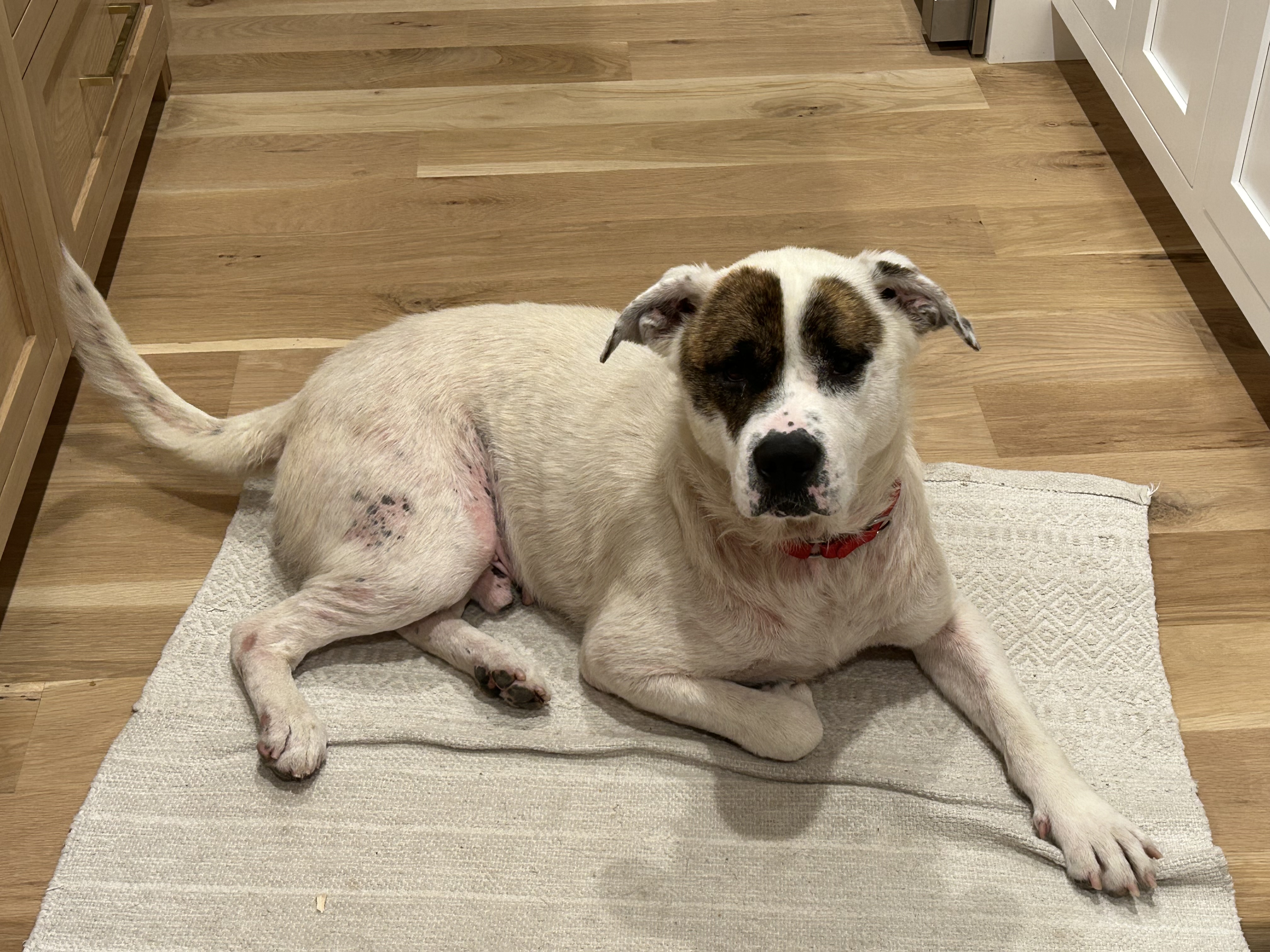 Toby, a Adoptable mixed breed in Dunn, NC image 4/6