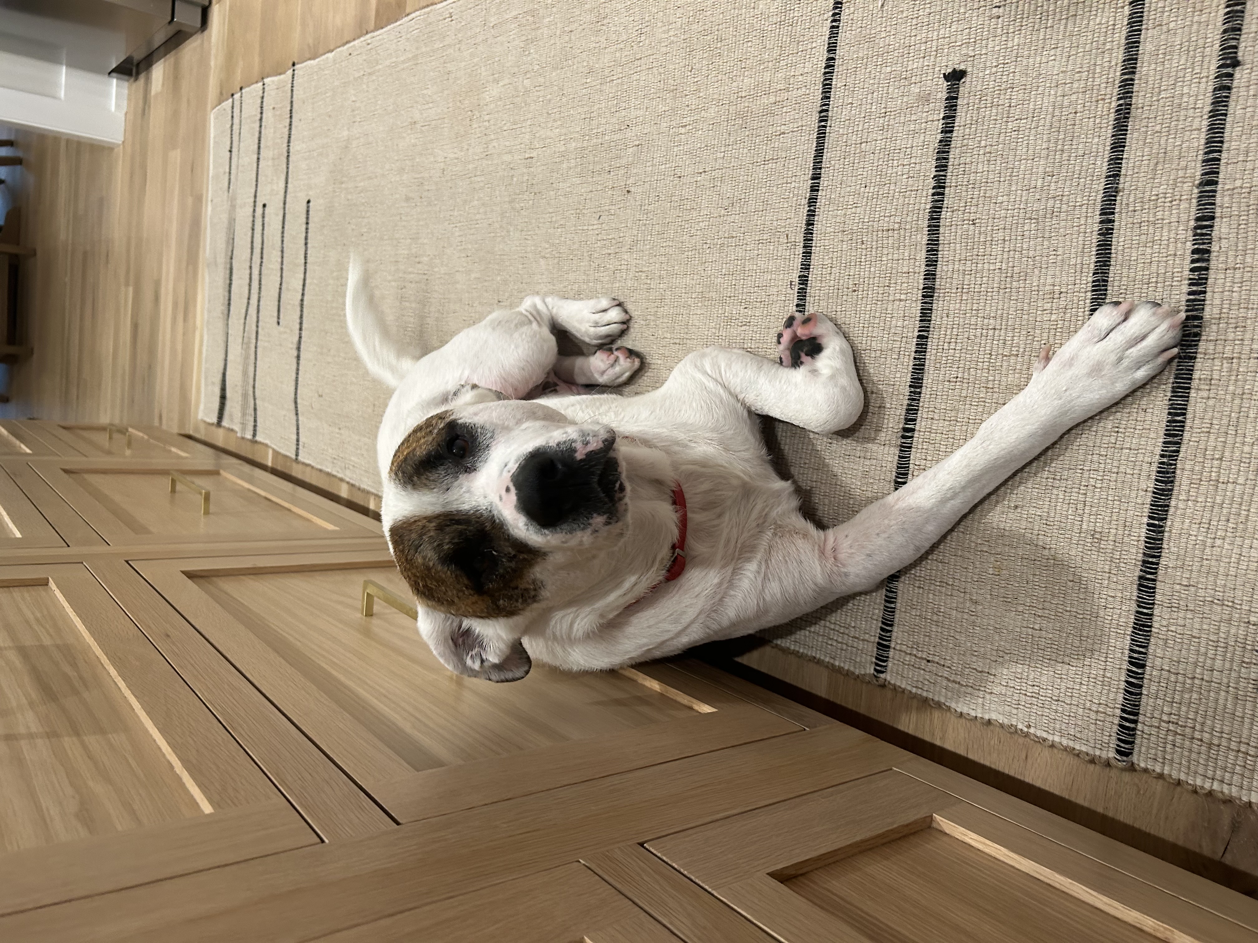 Toby, a Adoptable mixed breed in Dunn, NC image 5/6