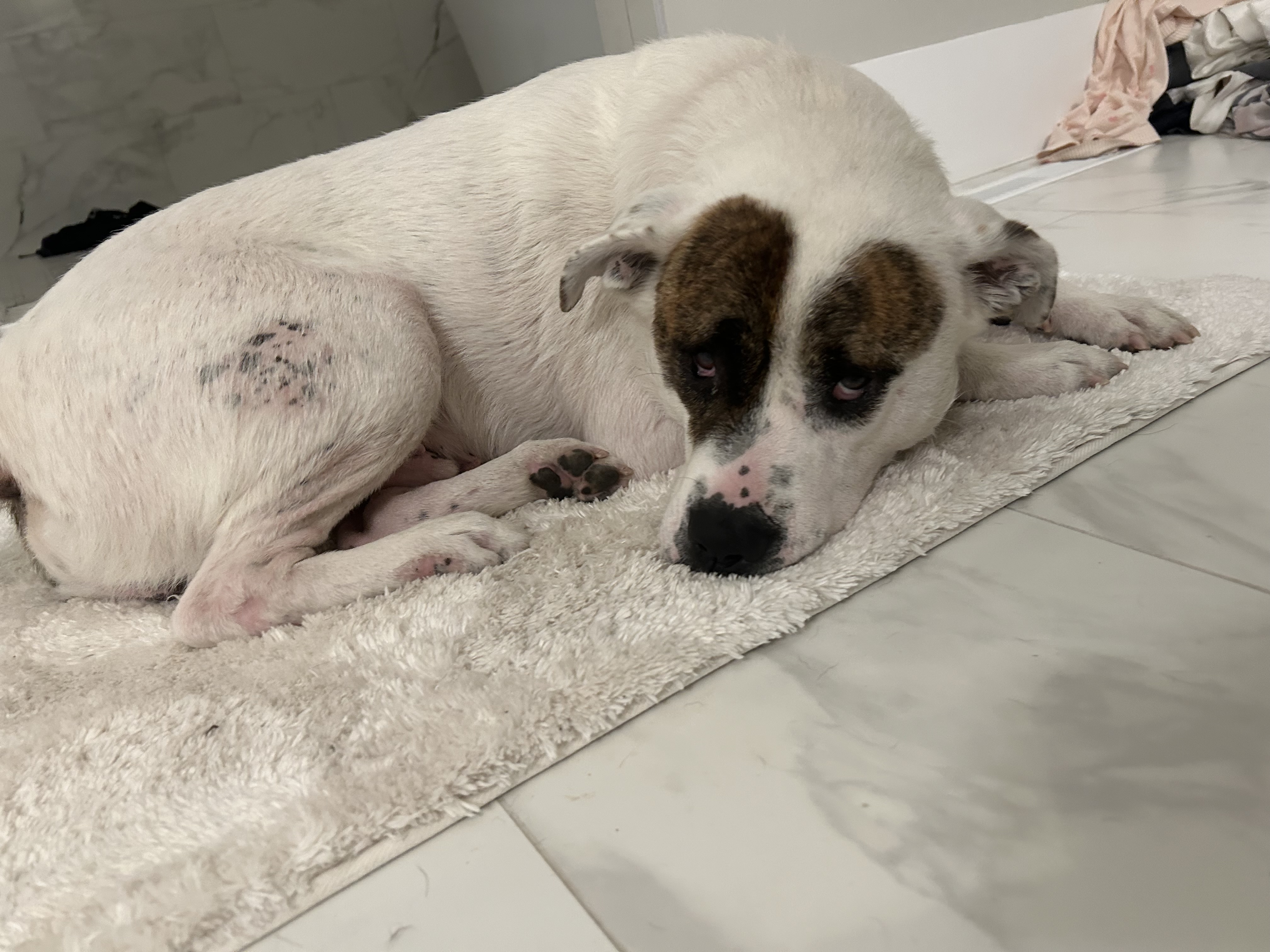 Toby, a Adoptable mixed breed in Dunn, NC image 6/6