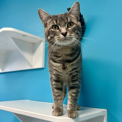 Arcade, Adoptable, Adult Male Domestic Short Hair & Domestic Short Hair.