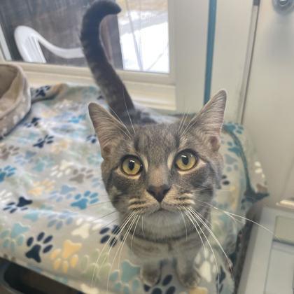 Enlarge Arcade, a Adoptable mixed breed in East Montpelier, VT image 2/2