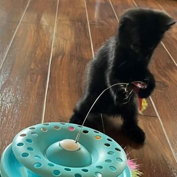 Bellina, Adoptable, Kitten Female Domestic Short Hair.