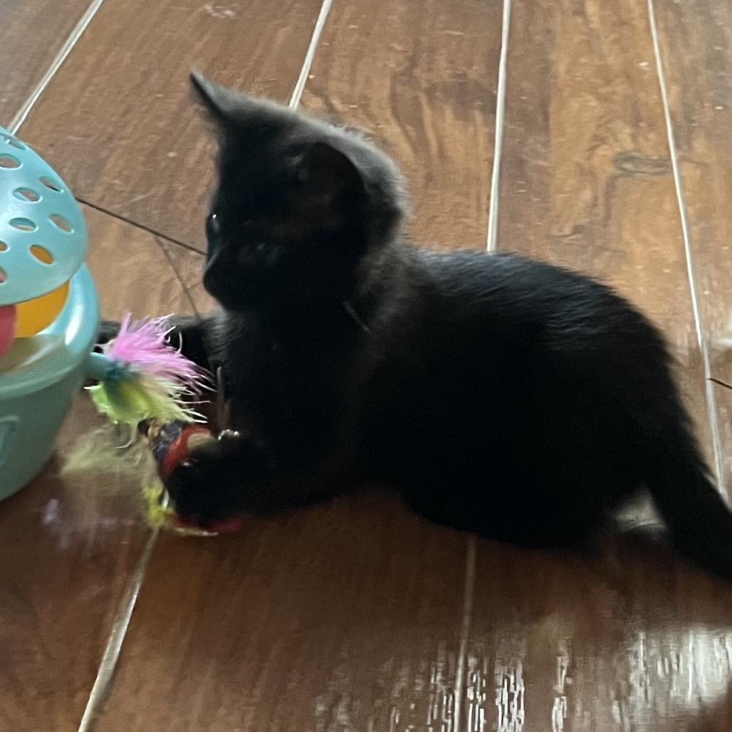 Bellina, a Adoptable Domestic Short Hair in Fayetteville, GA image 2/5