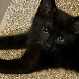 Bellina, a Adoptable Domestic Short Hair in Fayetteville, GA image 3/5