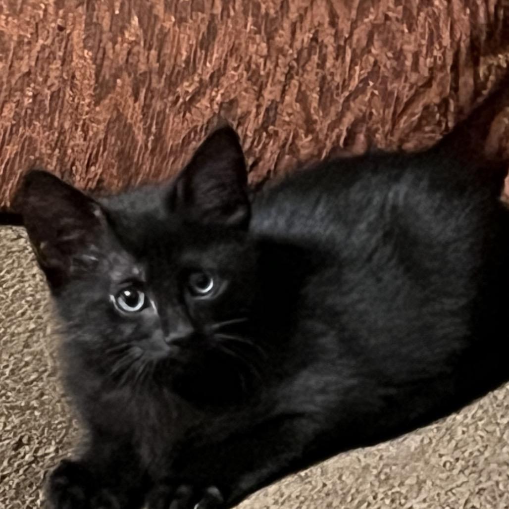 Bellina, a Adoptable Domestic Short Hair in Fayetteville, GA image 4/5