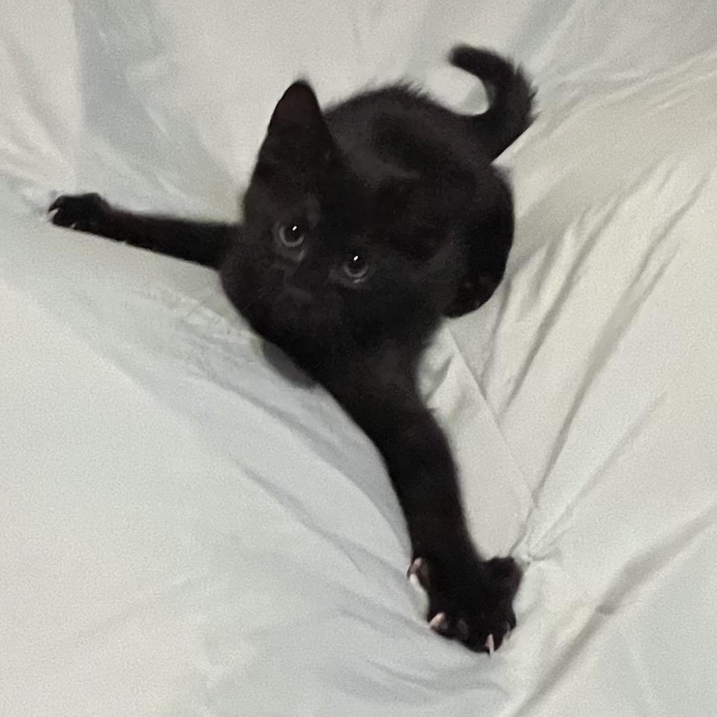 Bellina, a Adoptable Domestic Short Hair in Fayetteville, GA image 5/5