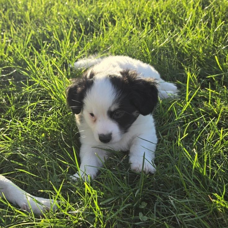 Tatum, Adopted, Puppy Male Chihuahua & Mixed Breed.