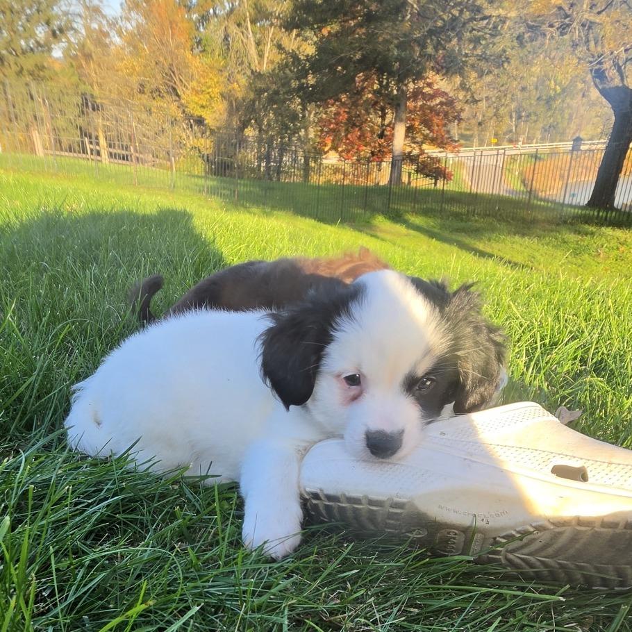 Enlarge Tatum, a Adopted mixed breed in Alma, WI image 2/6