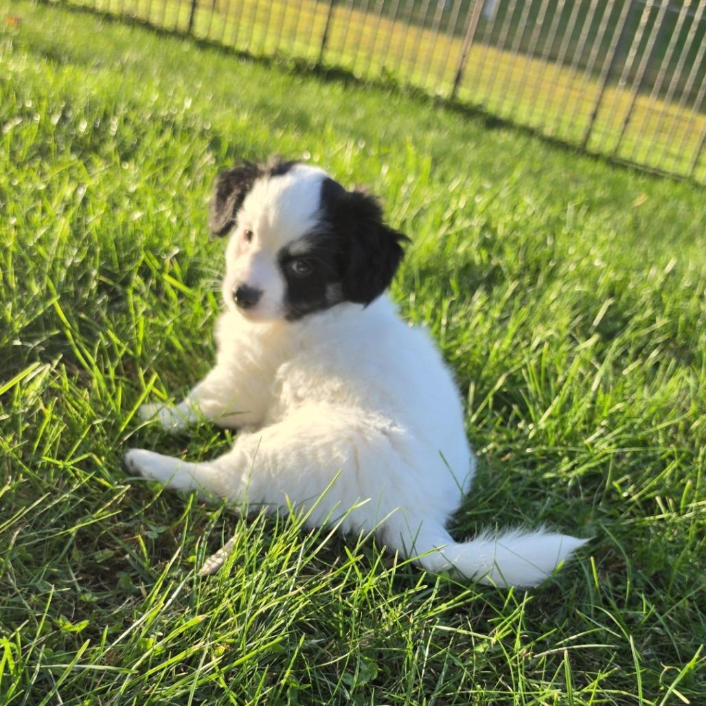 Enlarge Tatum, a Adopted mixed breed in Alma, WI image 4/6