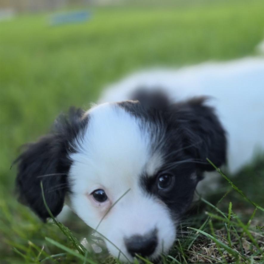 Enlarge Tatum, a Adopted mixed breed in Alma, WI image 5/6