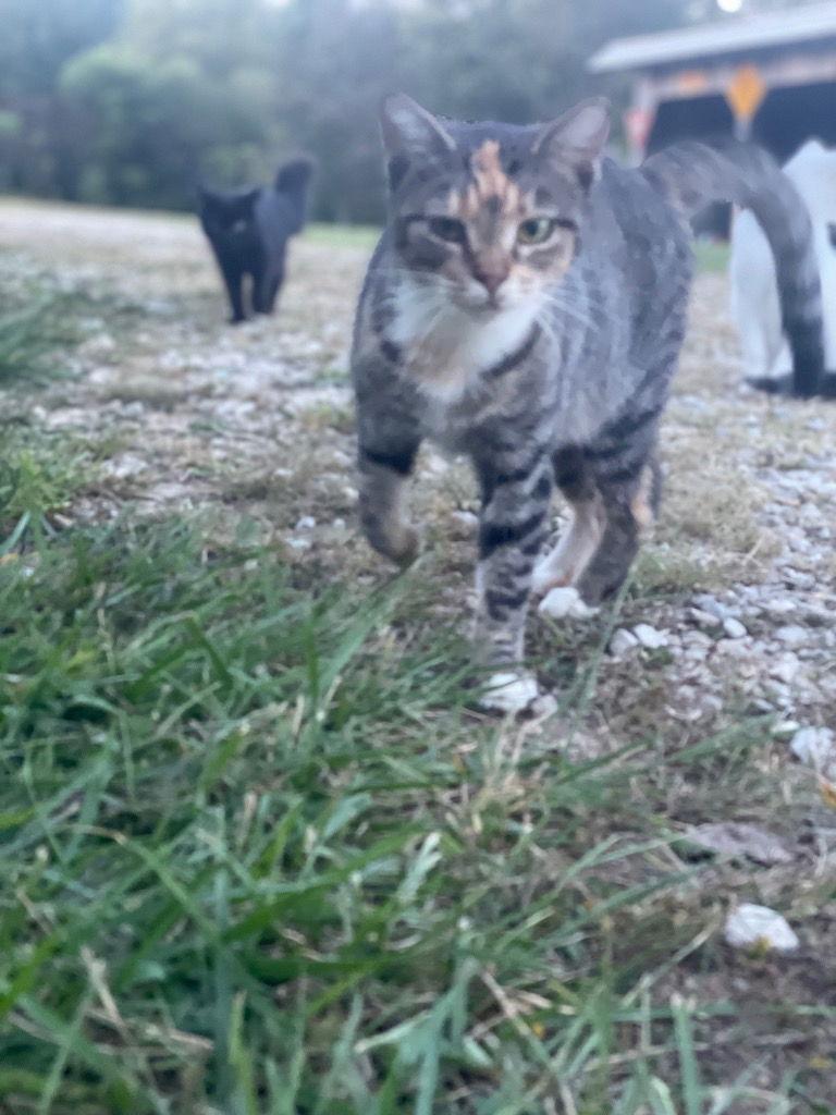 Brooke, Adoptable, Adult Female Domestic Short Hair.