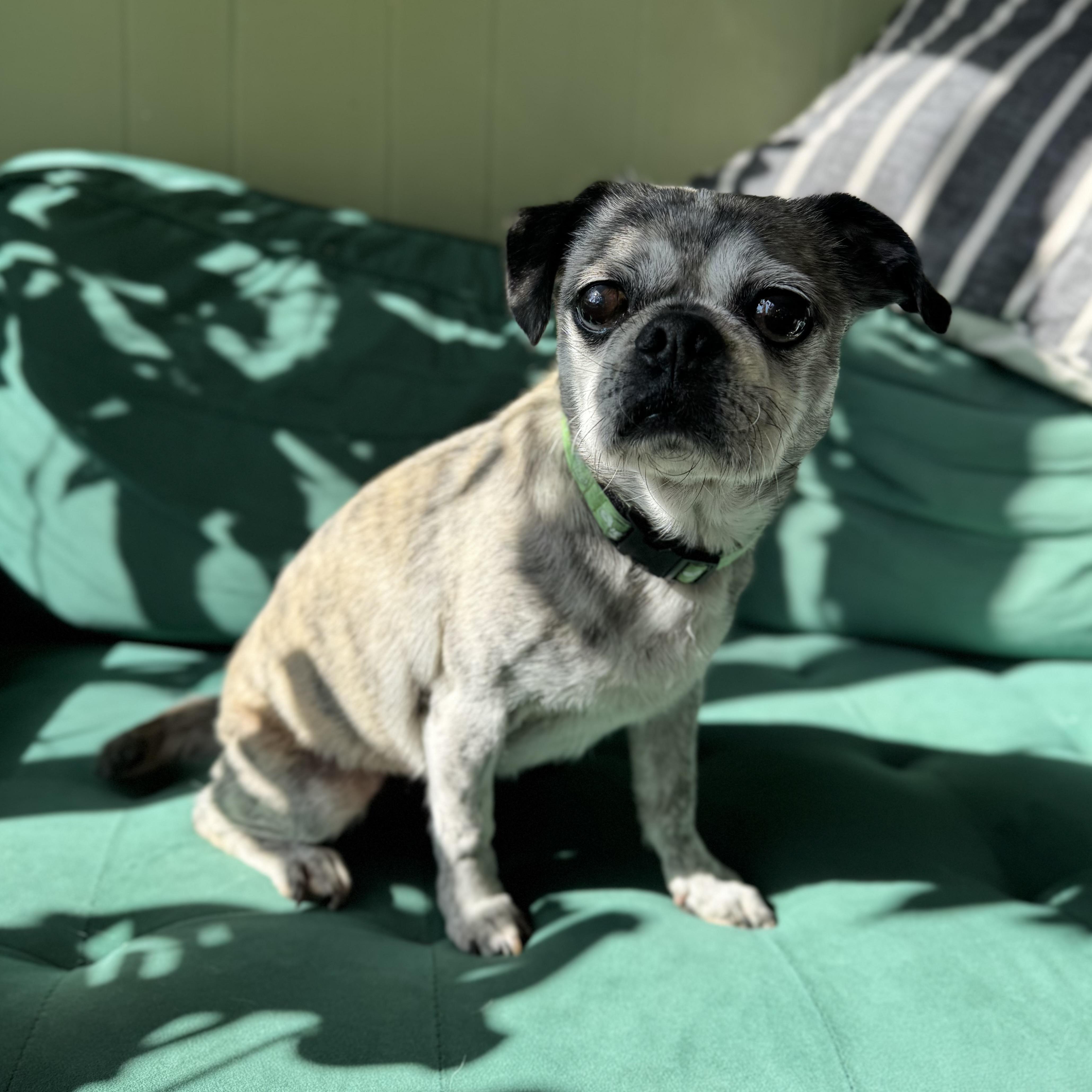 Enlarge Clark, a Adoptable mixed breed in China Township, MI image 4/5