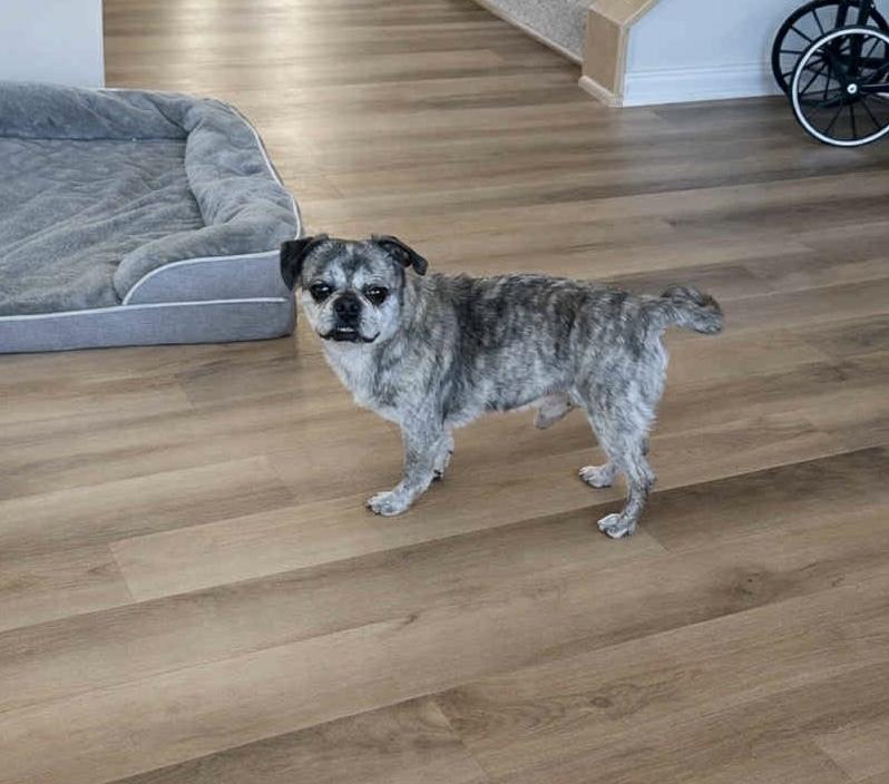 Enlarge Clark, a ADOPTABLE Pug in China Township, MI image 2/3