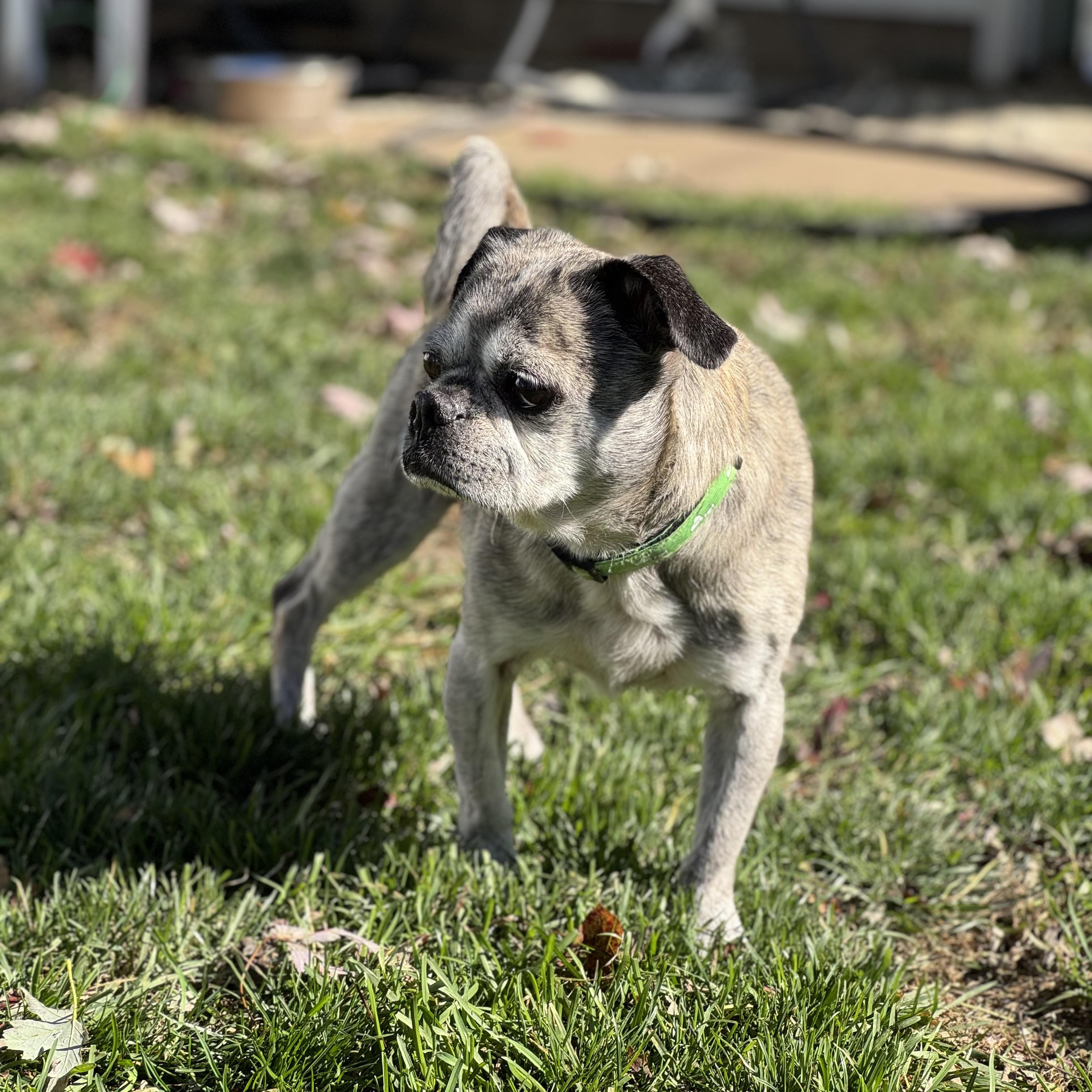 Enlarge Clark, a Adoptable mixed breed in China Township, MI image 3/5