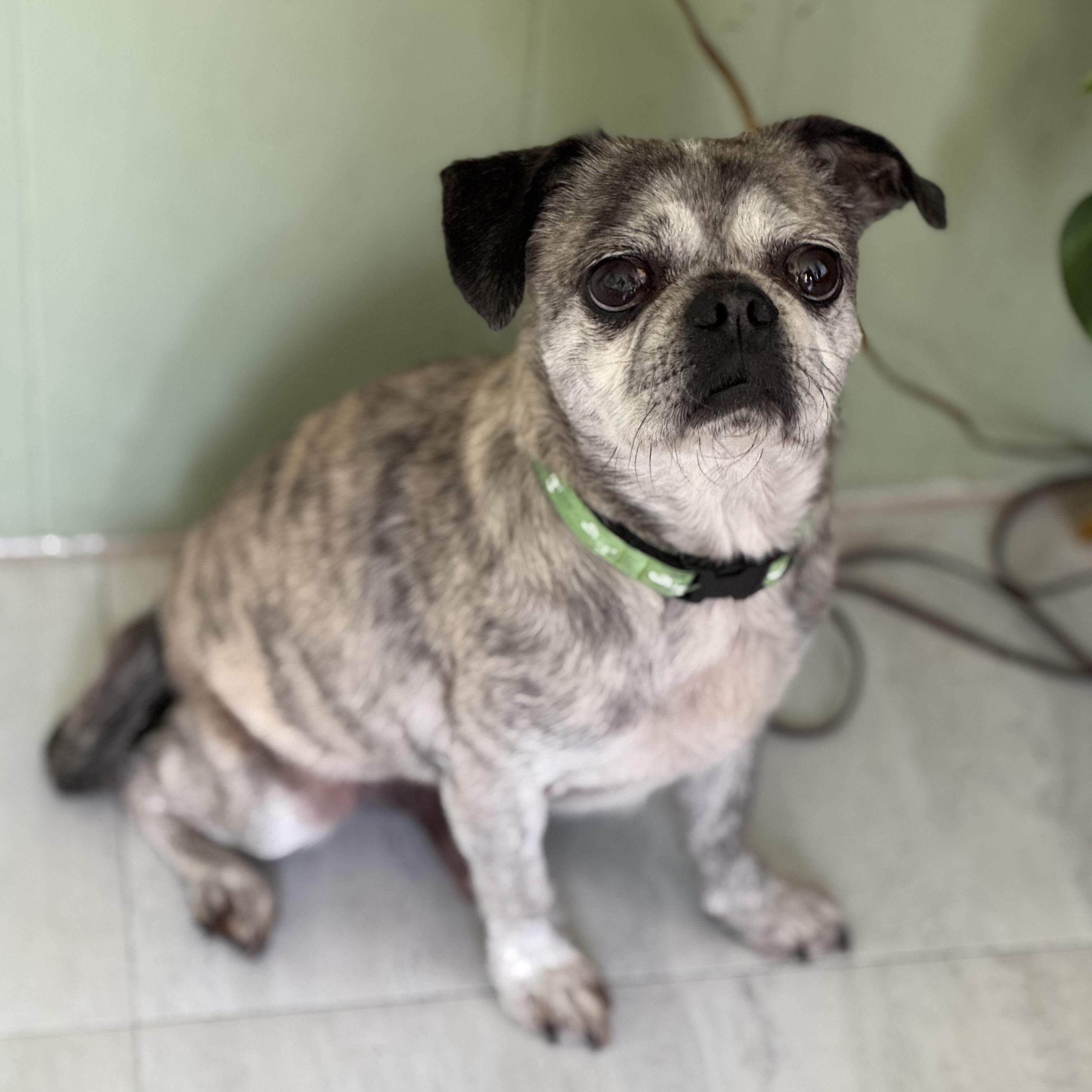 Enlarge Clark, a Adoptable mixed breed in China Township, MI image 2/5