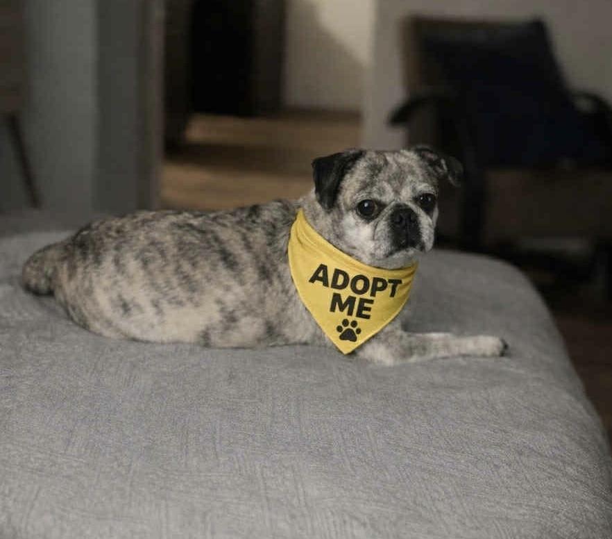 Clark, ADOPTABLE, Adult Male Pug.