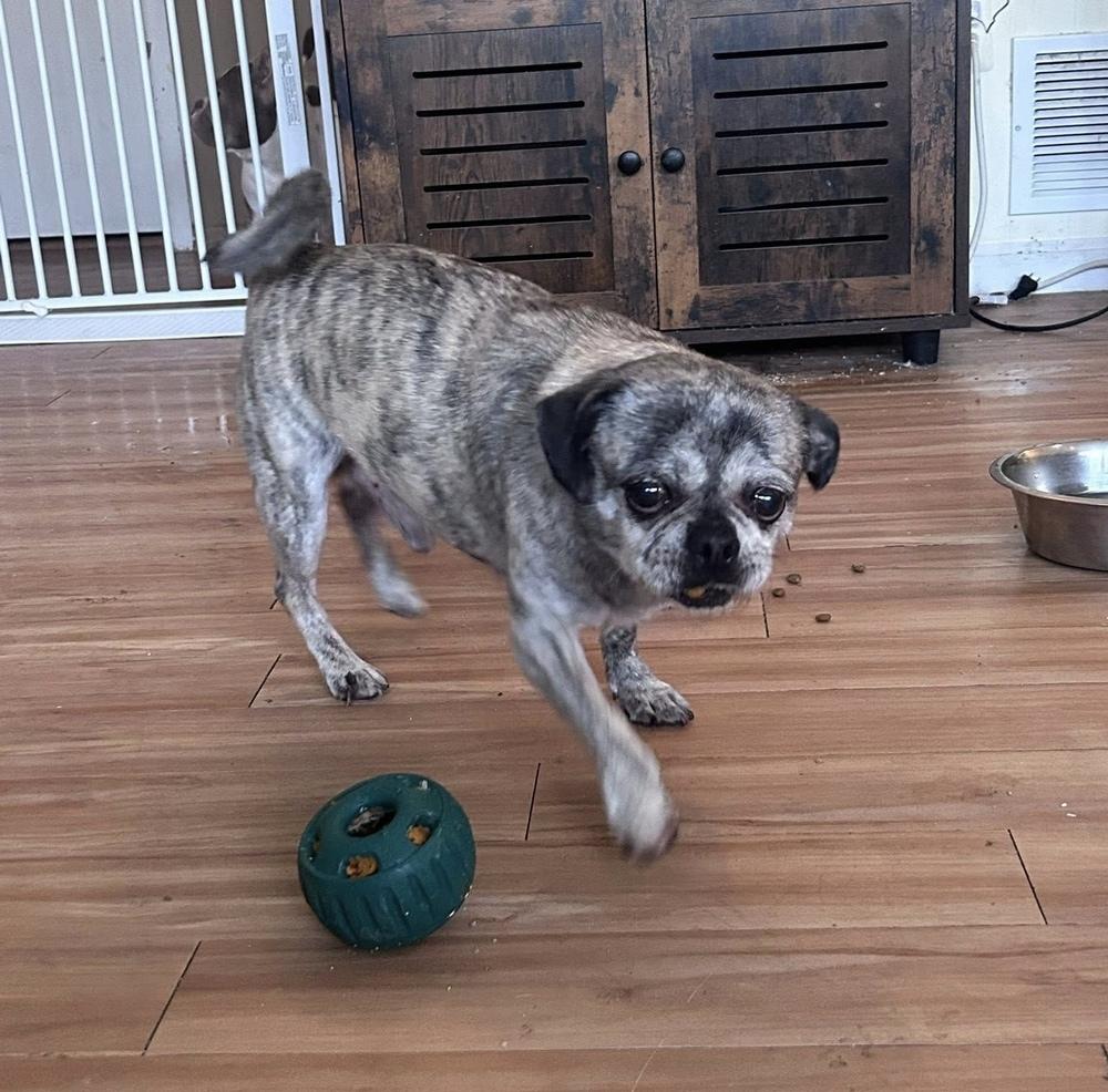 Enlarge Clark, a ADOPTABLE Pug in China Township, MI image 3/3