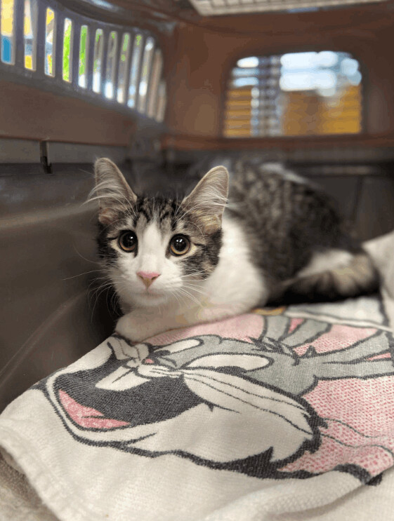 Libby, an adoptable Domestic Short Hair in Chicago, IL_image-1