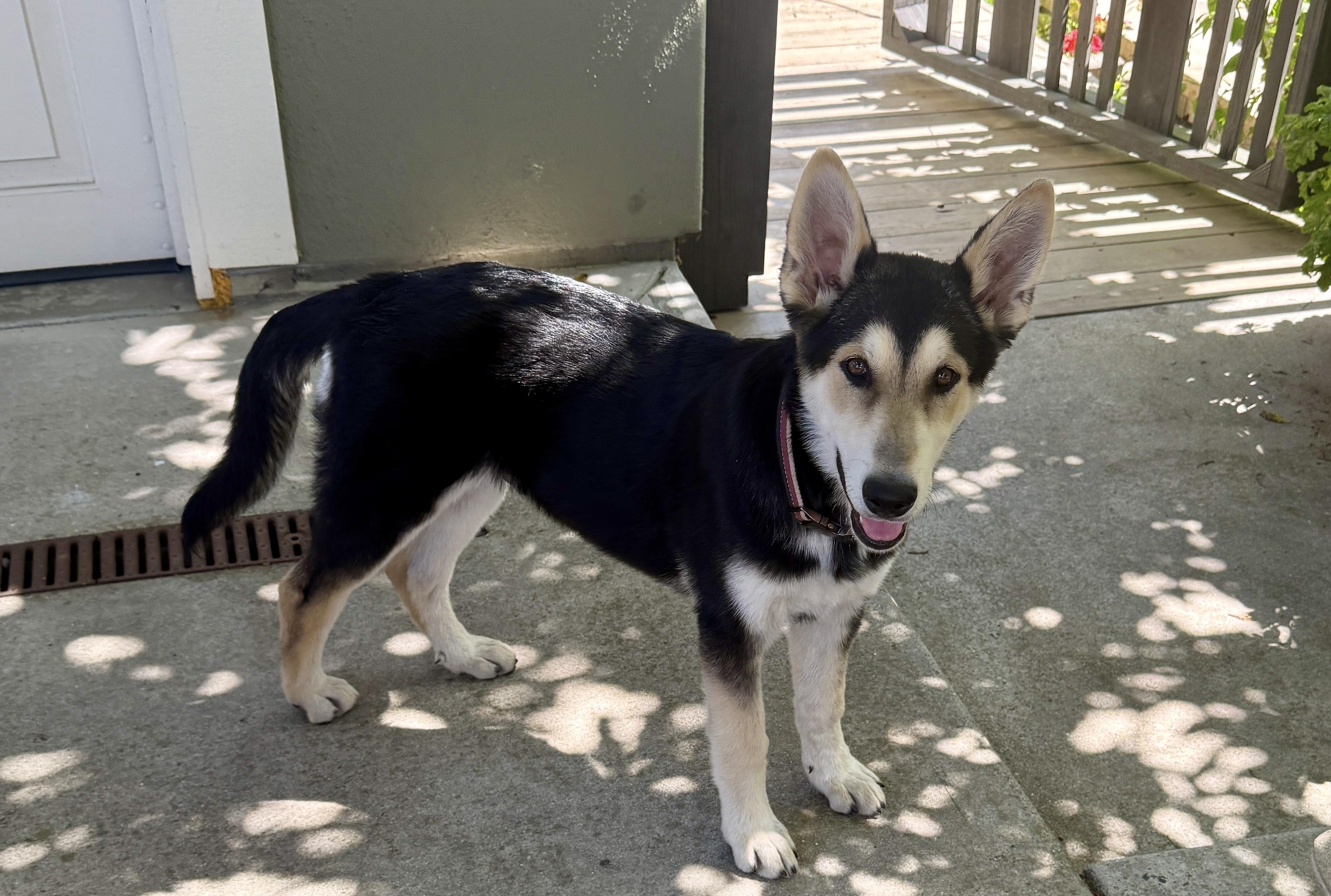 Finn, a Adopted mixed breed in Gilroy, CA image 4/5