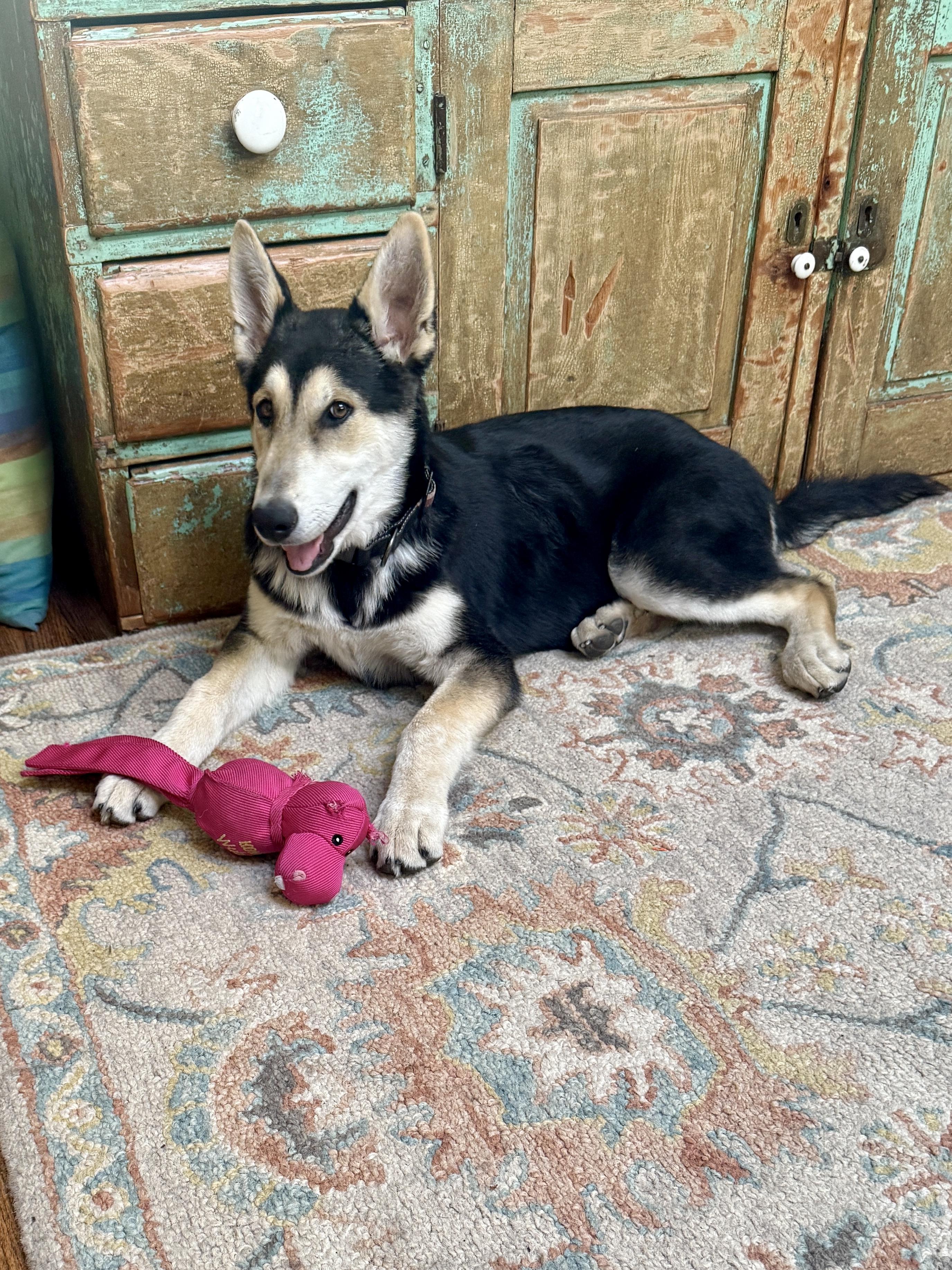 Finn, a Adopted mixed breed in Gilroy, CA image 3/5