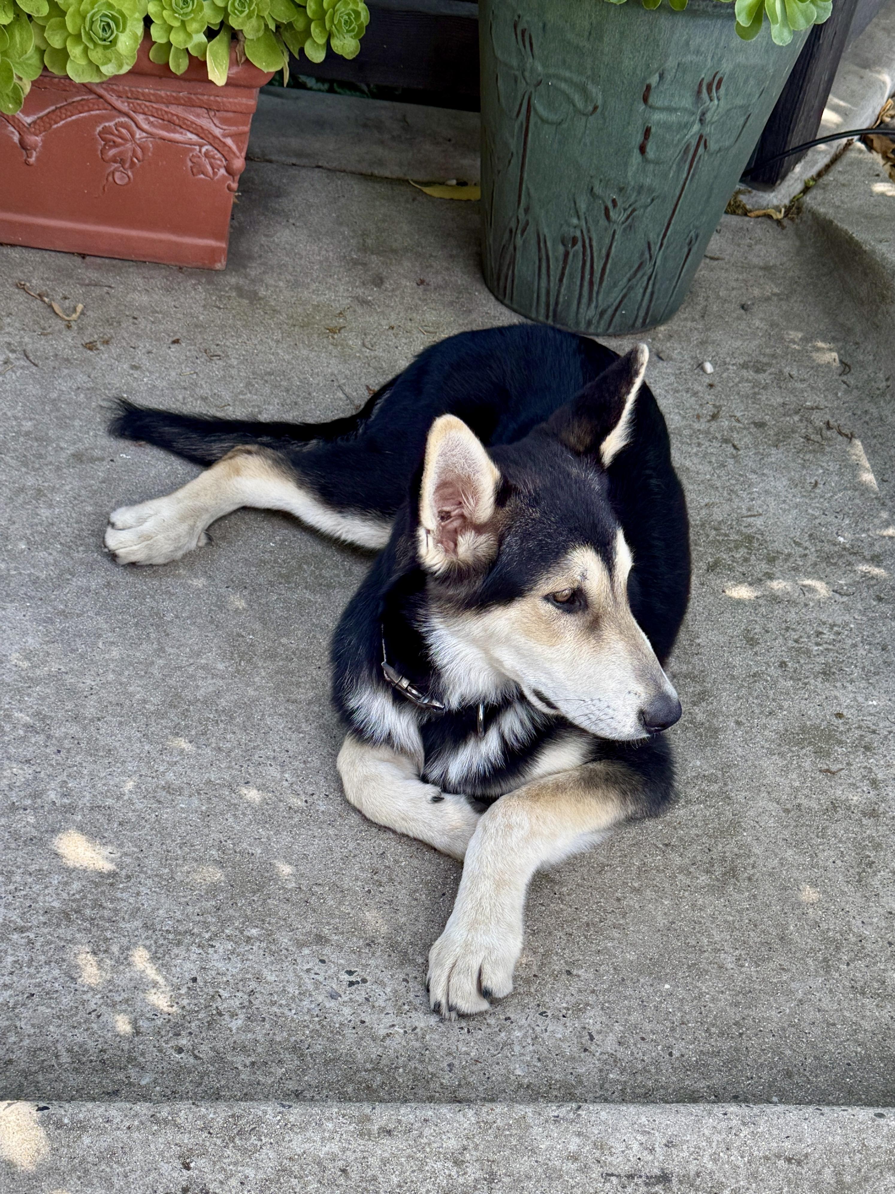 Finn, a Adopted mixed breed in Gilroy, CA image 5/5