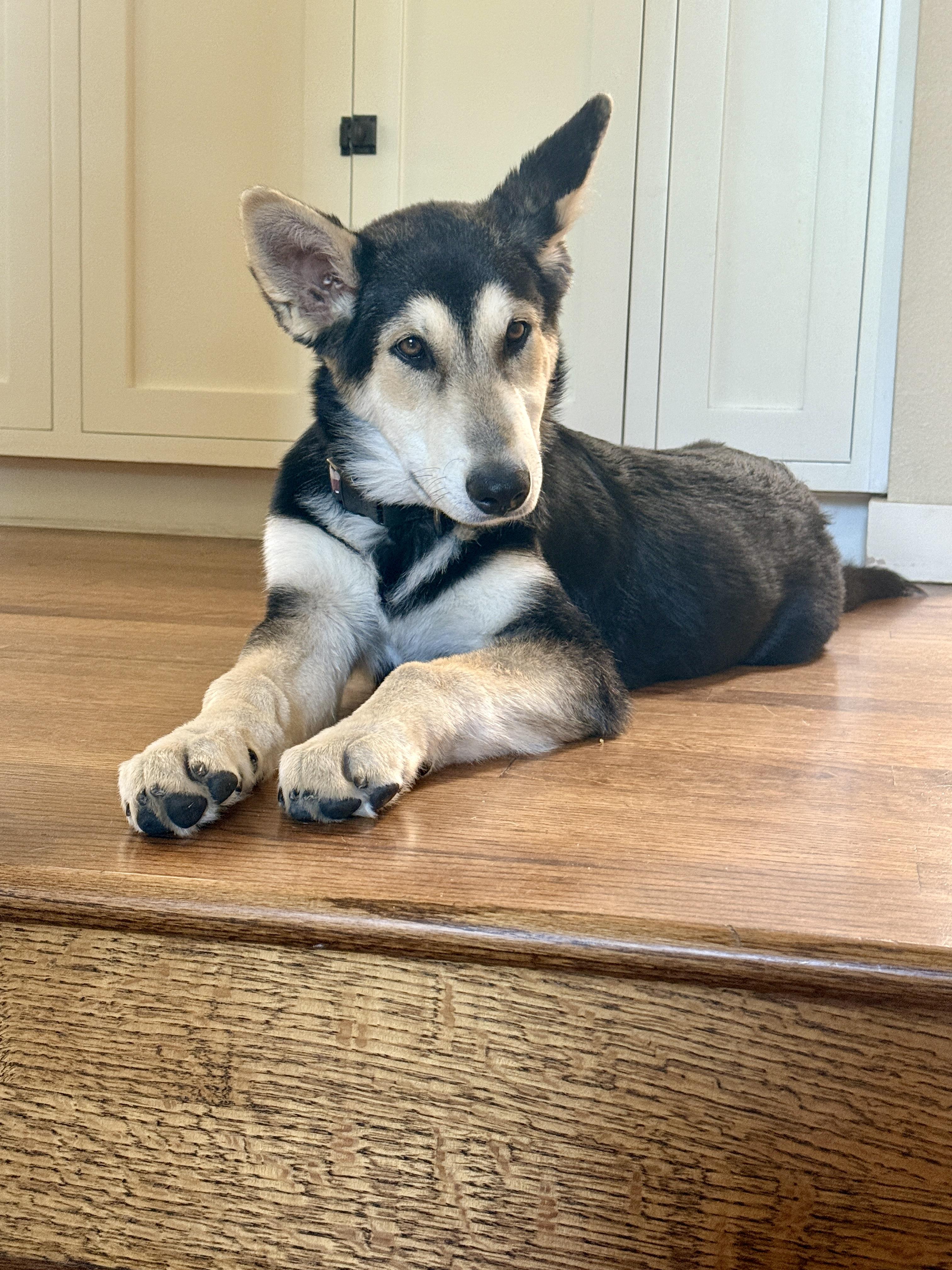 Finn, Adopted, Young Male German Shepherd Dog & Husky.