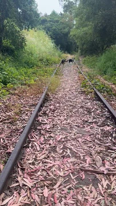 Enlarge Finn, a Adopted mixed breed in Gilroy, CA video 2/5