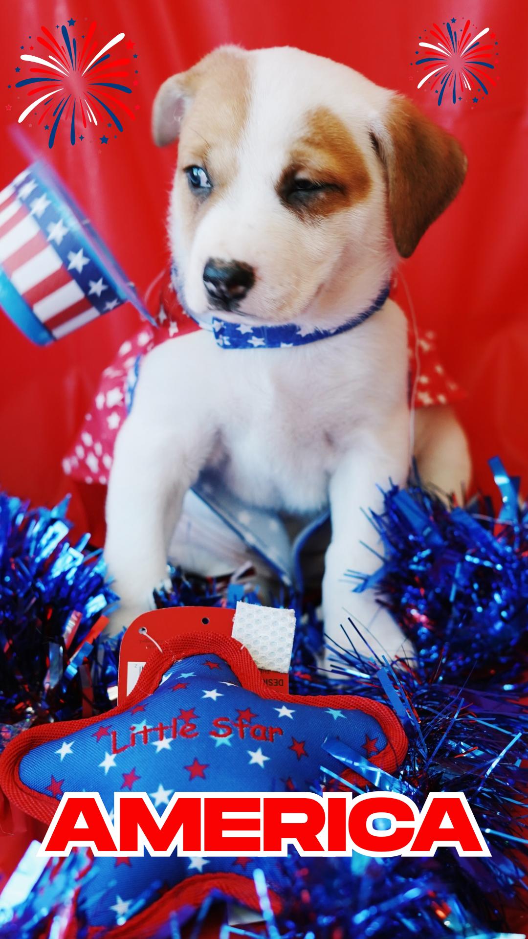 America thumbnail 2
