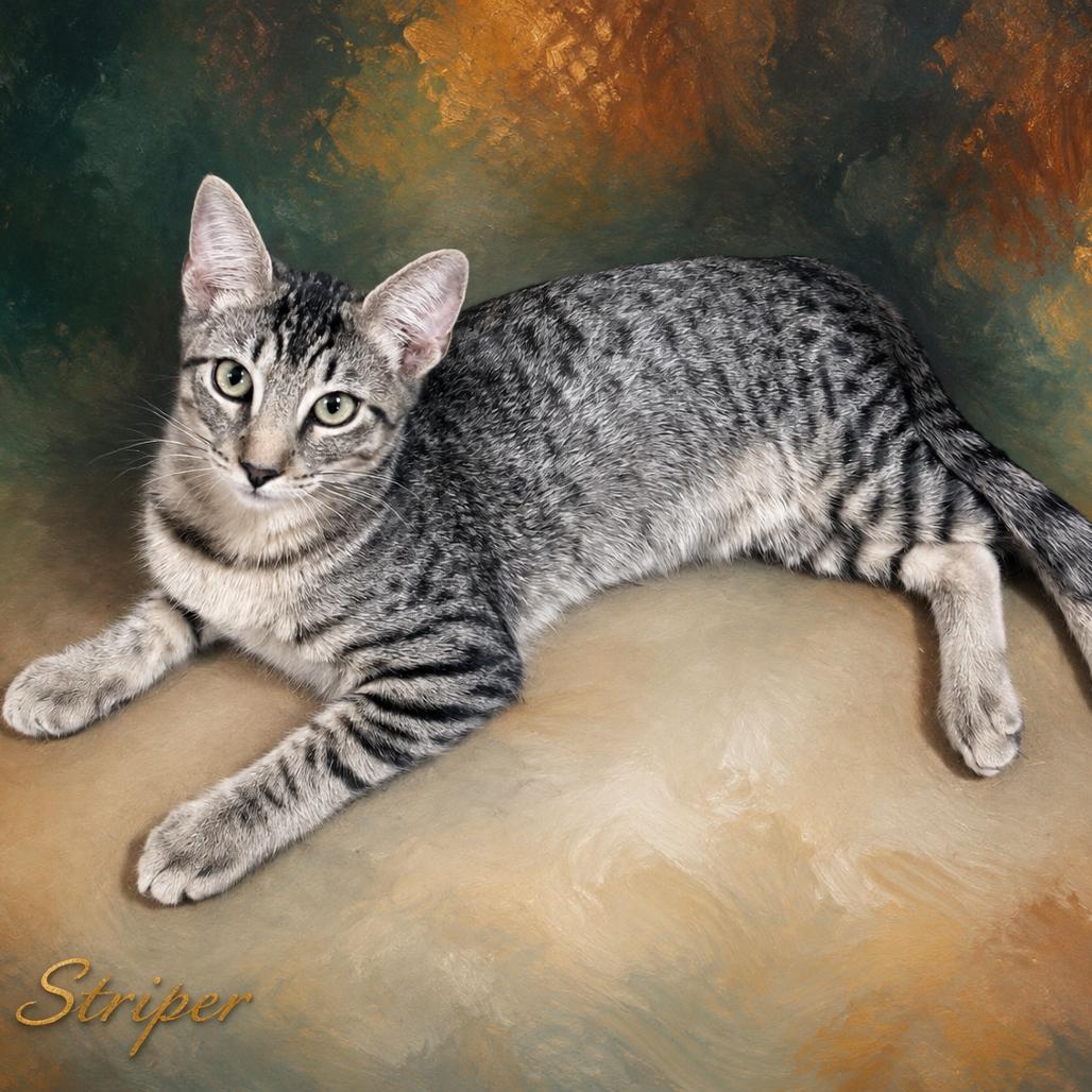 Striper, Adoptable, Kitten Male Domestic Short Hair.