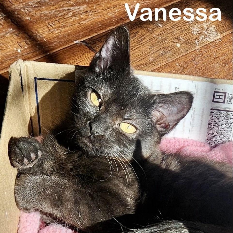 Vanessa, a Adopted Domestic Short Hair in Reston, VA image 1/2
