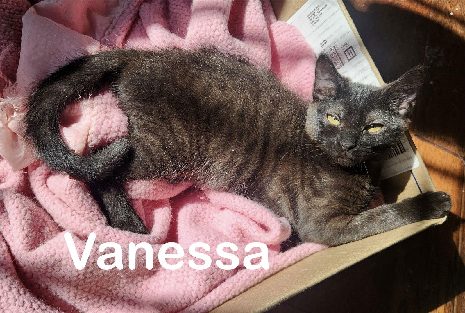 Vanessa, a Adopted Domestic Short Hair in Reston, VA image 2/2