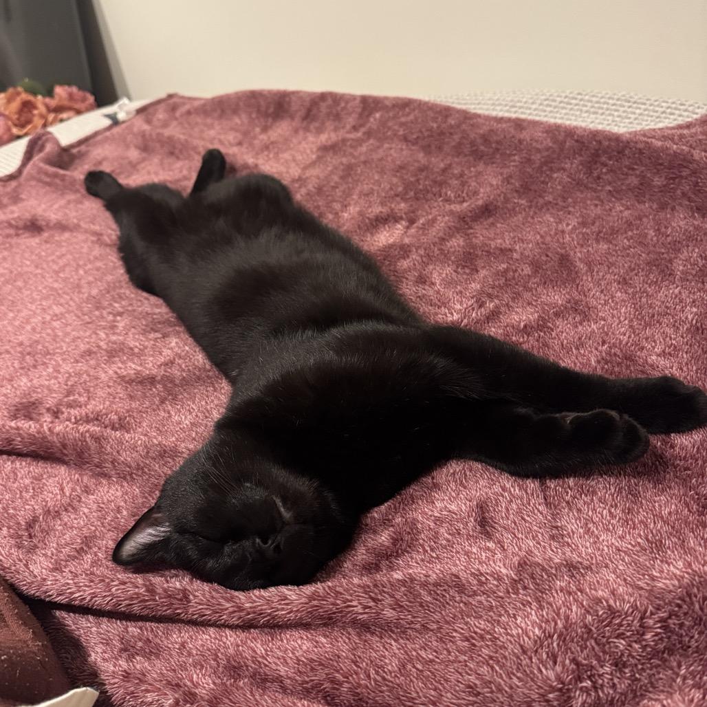 Boo, Adoptable, Young Male Domestic Short Hair.