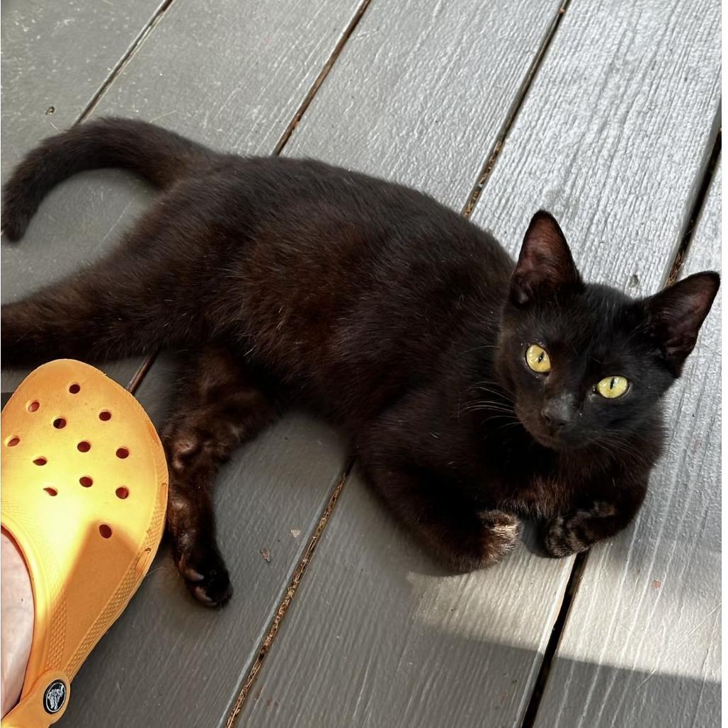 Boo, Adoptable, Young Male Domestic Short Hair.