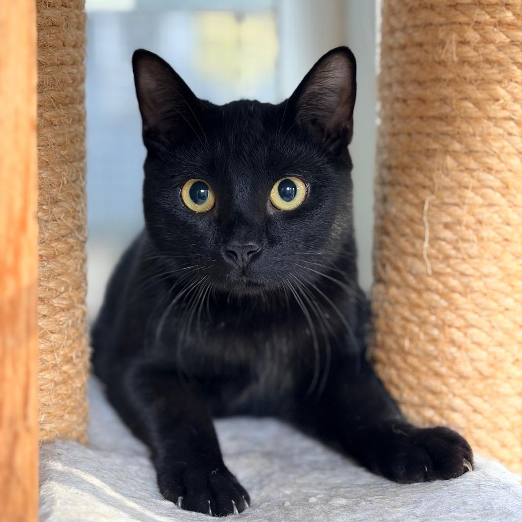 Enlarge Boo, a Adoptable Domestic Short Hair in Aldie, VA image 2/2