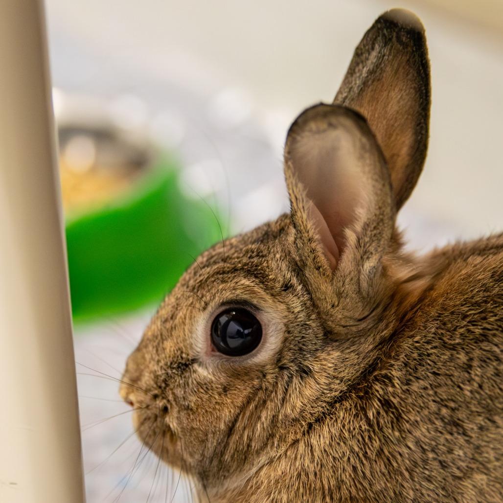 Enlarge Finnies *Bonded w/ Mr. Magee*, a Adoptable Netherland Dwarf in Kennebunk, ME image 1/6