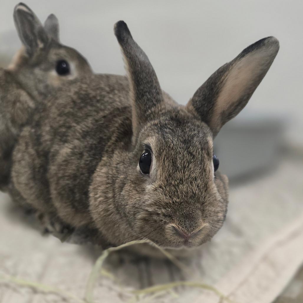 Enlarge Finnies *Bonded w/ Mr. Magee*, a Adoptable Netherland Dwarf in Kennebunk, ME image 2/6